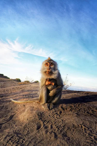 Vertical Shot Monkey Mother Baby Mount Batu Ethiopia — Stock Photo, Image