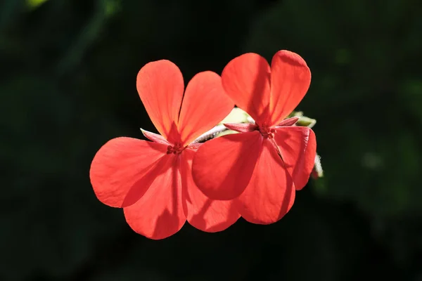 Närbild Skott Röda Geranium Blommor Suddig Bakgrund — Stockfoto