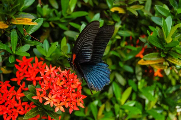 Großer Tropischer Schmetterling Der Grünen Wildnis — Stockfoto