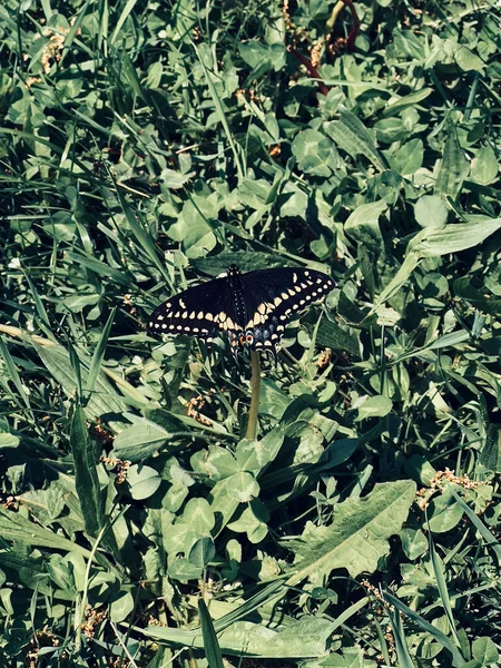 Çimlerin Üzerinde Siyah Bir Kırlangıç Kelebeğinin Güzel Bir Görüntüsü — Stok fotoğraf