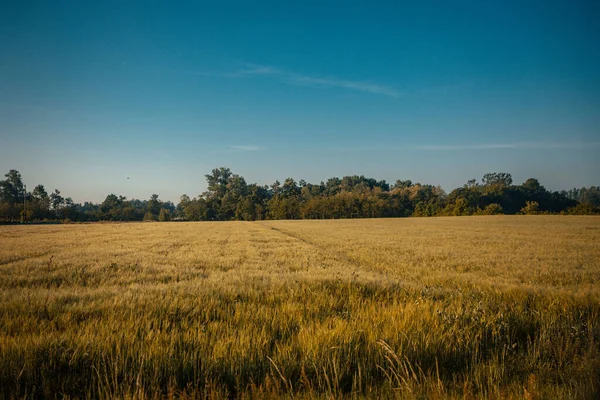 Eine Schöne Aufnahme Eines Weizenfeldes Mit Bäumen Hintergrund — Stockfoto