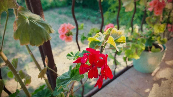 Vacker Bild Geranium Blommor Balkongen Ett Gammalt Hus Raszyn Polen — Stockfoto