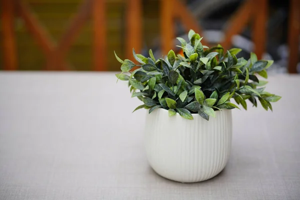 Enfoque Selectivo Una Planta Artificial Una Maceta Blanca —  Fotos de Stock