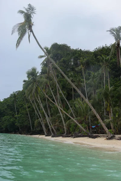 Vertikální Záběr Palem Písečné Pláži Ostrově Filipínách — Stock fotografie