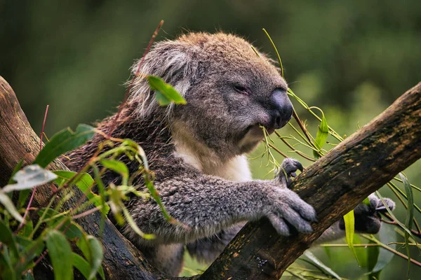 Close Shot Koala Holding Branch Eating Plant — Stock Photo, Image