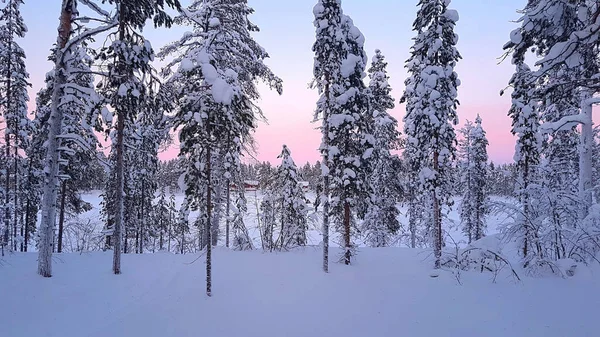 Fascinante Disparo Bosque Cubierto Nieve Durante Atardecer Invierno Laponia — Foto de Stock