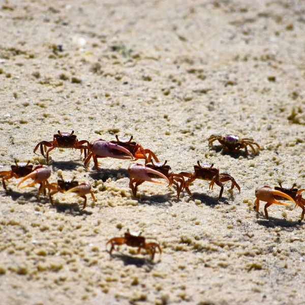 Gros Plan Crabes Sur Une Plage Sable Sous Lumière Soleil — Photo