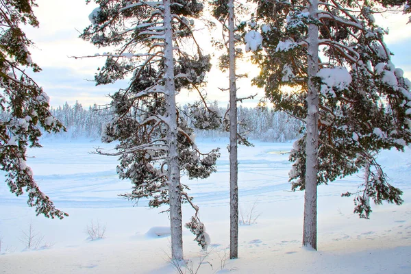 Fascinante Disparo Bosque Cubierto Nieve Durante Día Invierno Laponia —  Fotos de Stock