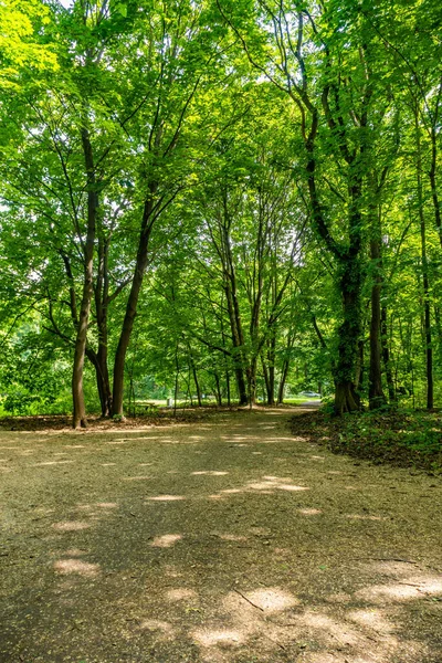 Los Árboles Altos Con Hojas Verdes Bosque Bajo Sol Poznan —  Fotos de Stock