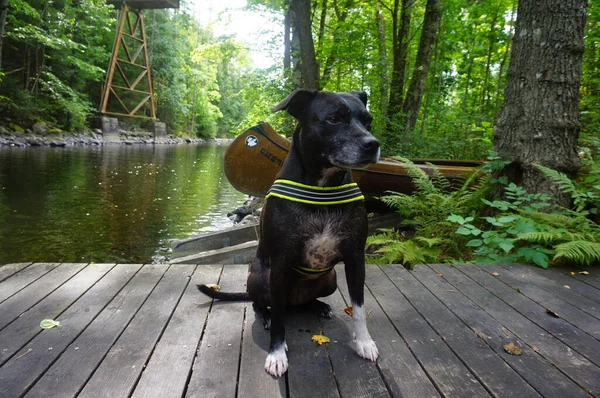 Staffordshire Bullterrier Foreground Forest Scenery Lake River — Stock Photo, Image