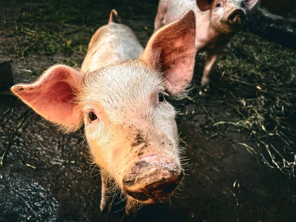 A closeup portrait of a cute dirty pig on a farm staring at the camera