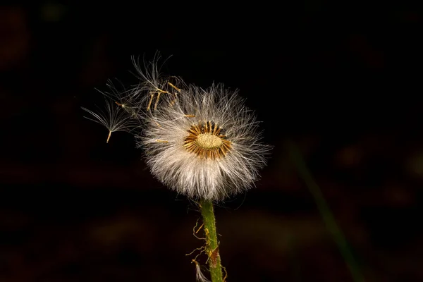 Primer Plano Algunos Pétalos Volando Lejos Diente León Fondo Oscuro —  Fotos de Stock