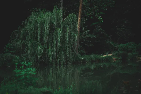 湖の近くで柳の木を垂直に成長するシュート — ストック写真