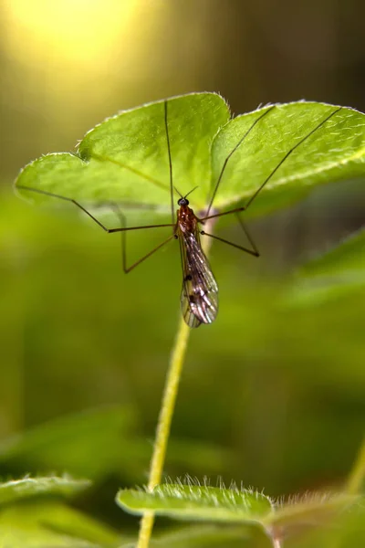 Mosquito Sob Trevo Escondido Chuva — Fotografia de Stock