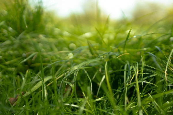 Eine Selektive Fokusaufnahme Des Rasenfeldes Auf Der Wiese — Stockfoto