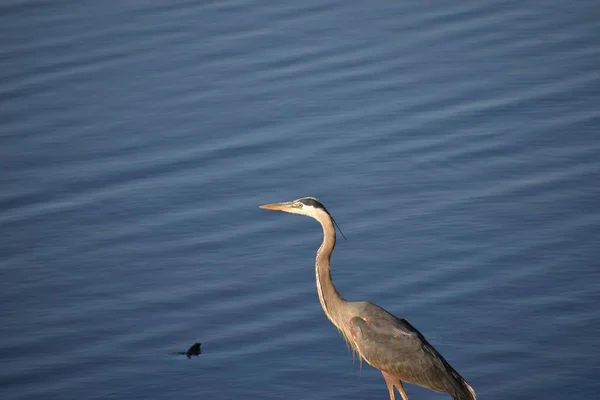 Gray Heron Resting Pond Sunny Day — Stock fotografie