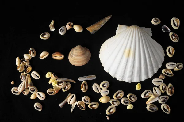 Textured Limestone Sea Shells Black Background — Stock Photo, Image