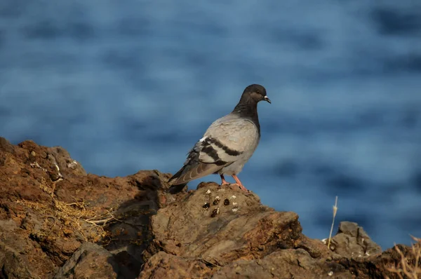 Columba Livia Paloma Las Rocas Volcánicas Cerca Del Océano —  Fotos de Stock