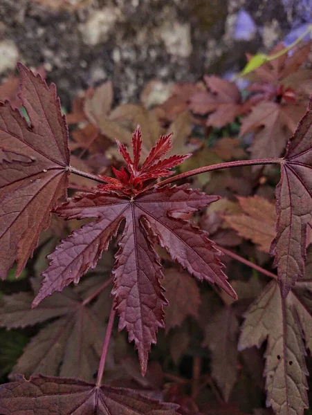 Acer Palmatum Communément Appelé Érable Japonais Érable Palmé Érable Japonais — Photo