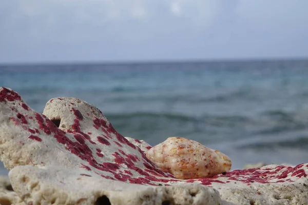 Tiro Foco Raso Conch Com Textura Praia Com Água Turva — Fotografia de Stock