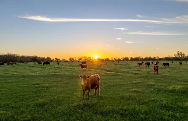 Schöne Kuh Auf Einer Wiese Die Sonne Geht Horizont Unter — Stockfoto