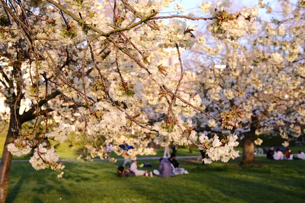 Uma Vista Panorâmica Das Flores Cerejeira Regent Park Londres Reino — Fotografia de Stock