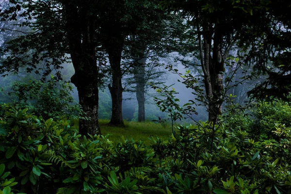 美しい穏やかな森の中で緑の植物や木々の魅惑的な景色 — ストック写真