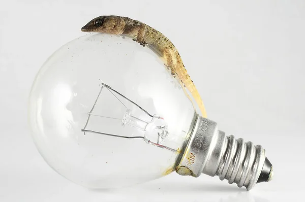 One Small Gecko Lizard Light Bulb White Background — Stock Photo, Image