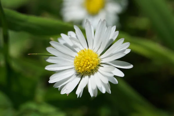 Eine Nahaufnahme Eines Zarten Kleinen Gänseblümchens Unter Hellem Sonnenlicht Auf — Stockfoto