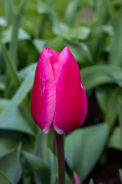 Vertical Closeup Tulipa Gesneriana Didier Tulip Keukenhof Lisse Netherlands — Stock Photo, Image