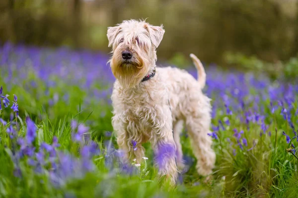 Shallow Focus Cute Furry Blonde Australian Terrier Standing Field Purple — Stock Photo, Image