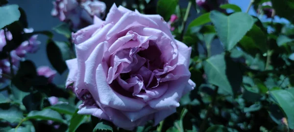 Primer Plano Una Rosa Rosada Pálida Jardín Enfoque Seleccionado Kragujevac — Foto de Stock