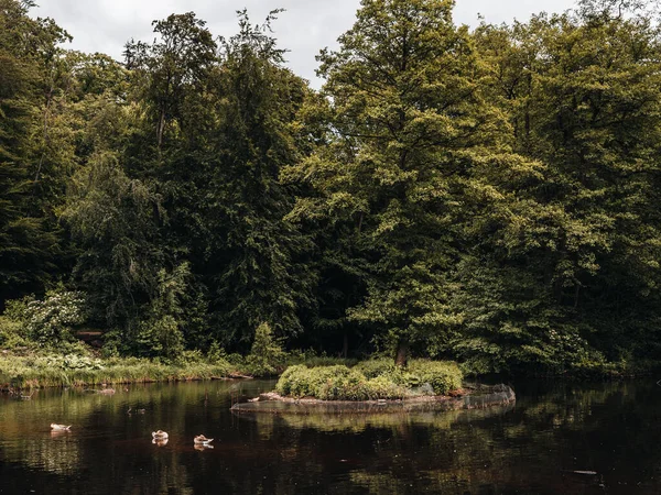 Yüzen Ördekler Büyük Ağaçlarla Dolu Bir Orman Göleti Manzarası — Stok fotoğraf