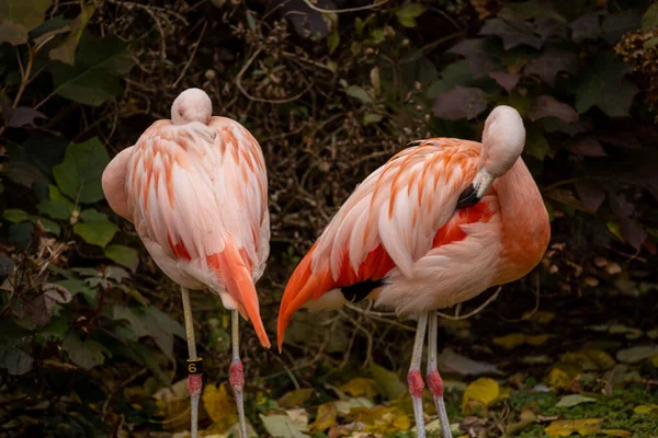 Enfoque Selectivo Aves Flamencas Apoyando Sus Cabezas Sobre Sus Alas — Foto de Stock