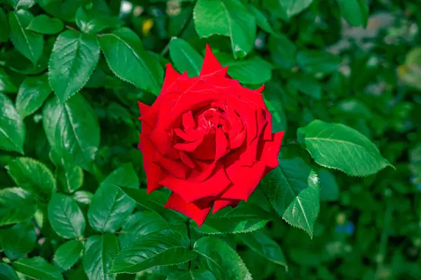 Eine Selektive Fokusaufnahme Einer Roten Rose Garten — Stockfoto