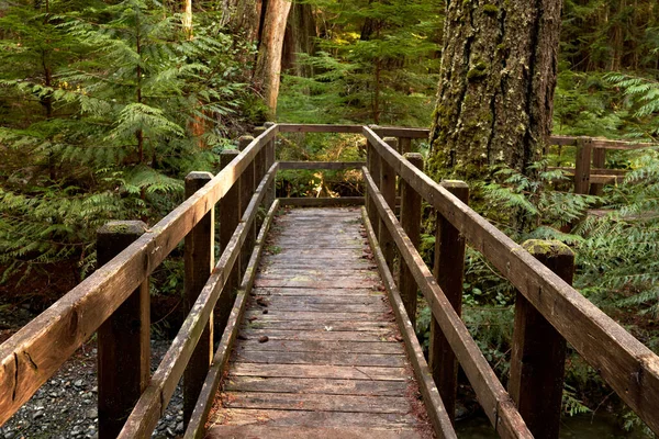 Closeup Wooden Bridge Bright Green Pacific Northwest Rainforest Sunny Day — Stock Photo, Image