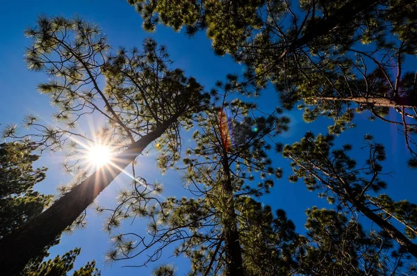 Высокий Сосновый Лес Солнечный День — стоковое фото