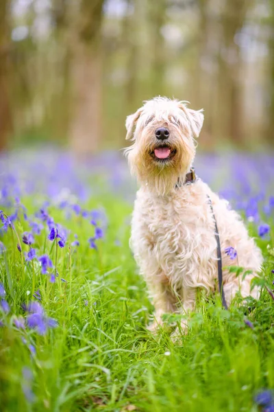 Beautiful Shot Irish Soft Haired Wheaten Terrier Dog Sitting Park — Stock Photo, Image