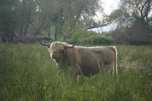 Brown Highland Cattle Grass Field — Stock Photo, Image