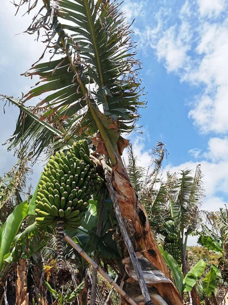Colpo Verticale Bellissimi Banani Verdi Palma Isole Canarie Spagna — Foto Stock