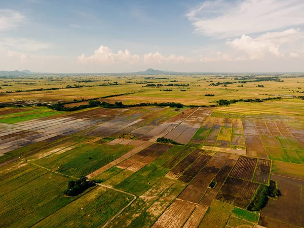 フィリピンの草原の息をのむような鳥の視線 — ストック写真