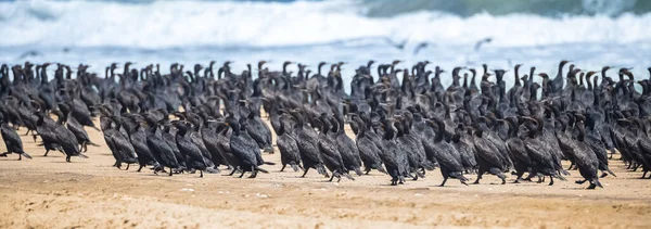 Namibia Miles Cormoranes Orilla Costa Del Esqueleto —  Fotos de Stock