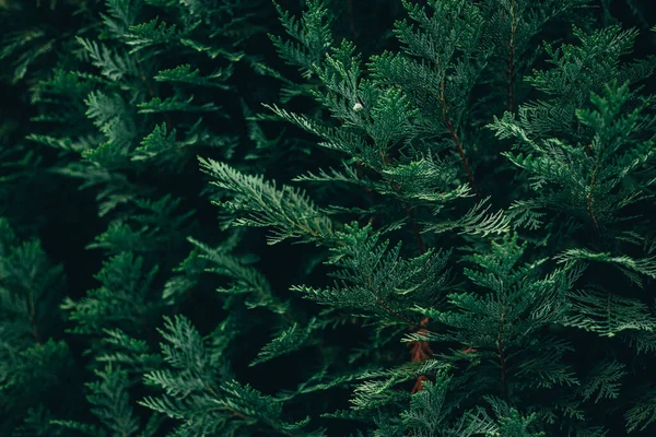 A full-frame shot of green pine leaves