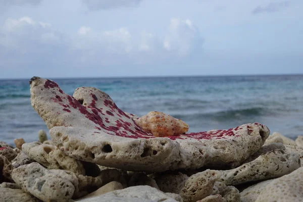 Uma Bela Foto Enormes Caracóis Rochosos Conch Praia Areia Pela — Fotografia de Stock