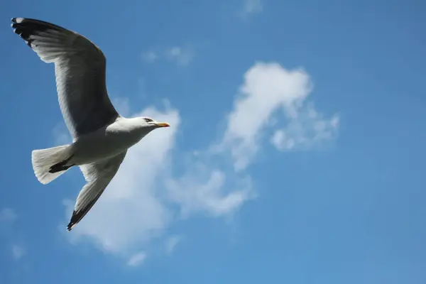 昼間は青い空を飛ぶカモメ — ストック写真