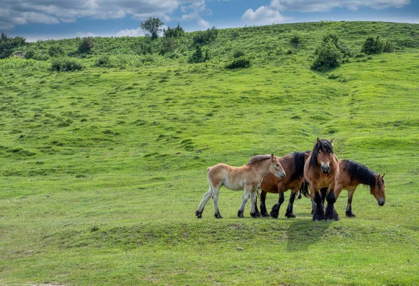 Scenic View Horses Grazing Protected Natural Park Navarra Spain — Stock Photo, Image