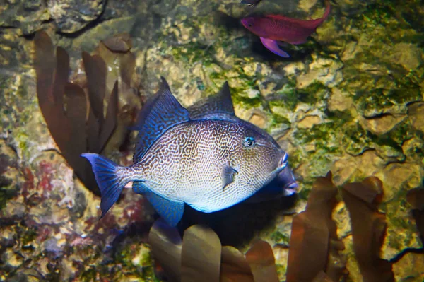 아쿠아리움에 색깔의 아름다운 이국적 물고기 — 스톡 사진