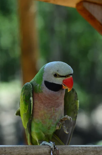 Beautiful Shot Red Breasted Parakeet — Stock Photo, Image