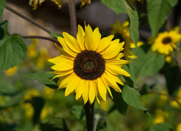 Eine Selektive Fokusaufnahme Der Gelben Sonnenblume — Stockfoto