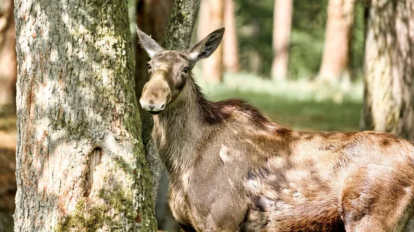 Beautiful View Alces Elk Standing Tree Its Habitat — Stock Photo, Image